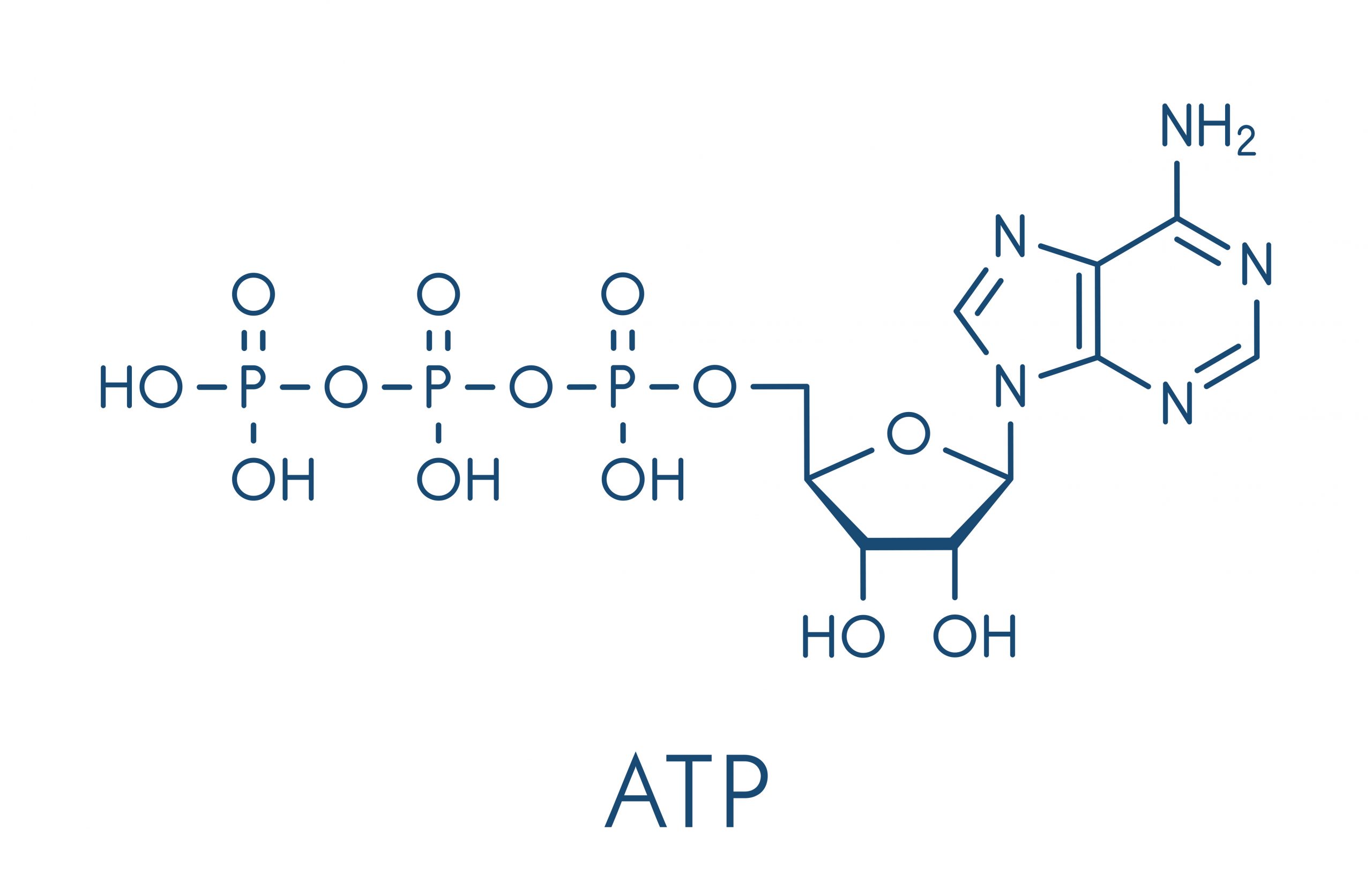 Chemical-Structure-of-ATP-scaled