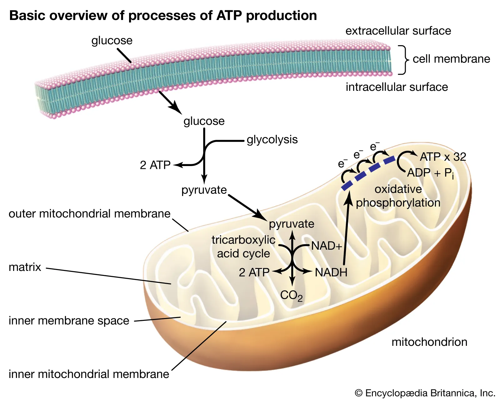 processes-production-ATP-glycolysis-tricarboxylic-acid-cycle