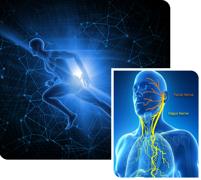 The Vagus Nerve